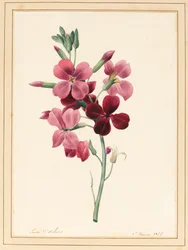 Matthiola, Stock, 1826
